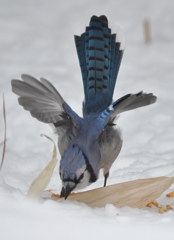 Winter descended fiercely, wildlife adapts